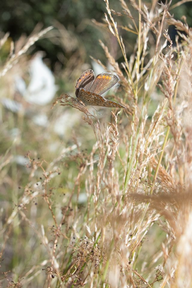 identificazione licenide